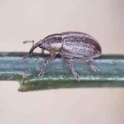 Foto von  (Tychius parallelus)