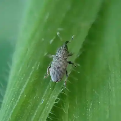 Foto von Weissklee-Blütenrüssler (Tychius picirostris)