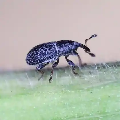 Foto von  (Tychius pusillus)