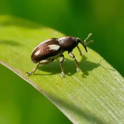 Foto von Fünfpunkt-Blütenrüssler (Tychius quinquepunctatus)