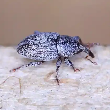 Foto von Rotklee-Blütenrüssler (Tychius stephensi)