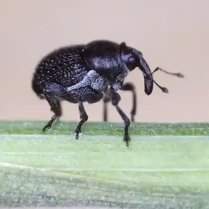Foto von  (Zacladus exiguus)