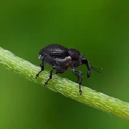 Foto von Feinkörniger Storchschnabel-Rüssler (Zacladus geranii)
