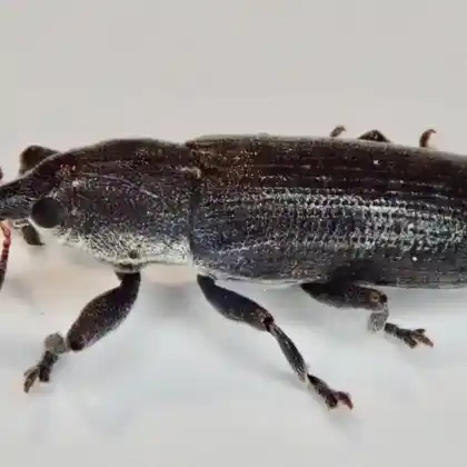 Foto von  (Lixus scabricollis)