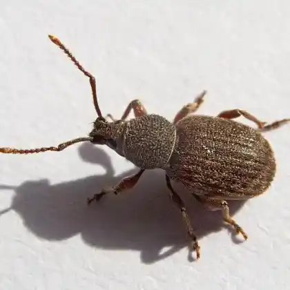 Foto von  (Otiorhynchus brunneus)