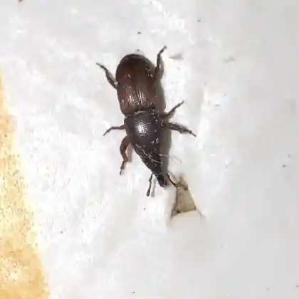 Foto von  (Sitophilus linearis)