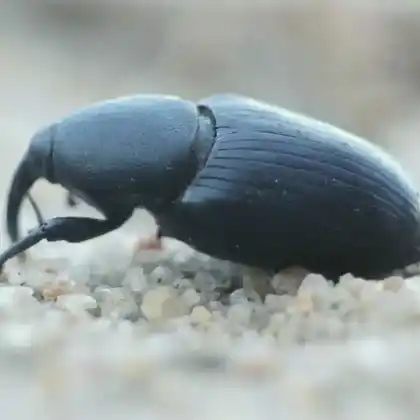 Foto von  (Sphenophorus abbreviatus)
