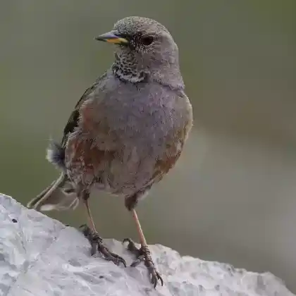 Foto von Alpenbraunelle (Prunella collaris)