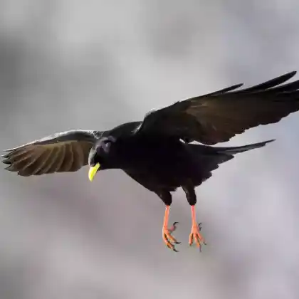 Foto von Alpendohle (Pyrrhocorax graculus)