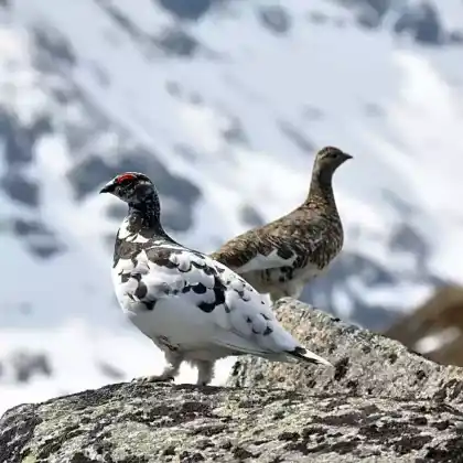 Foto von Alpenschneehuhn (Lagopus muta)