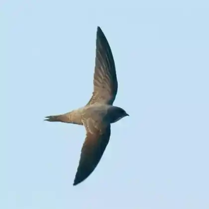 Foto von Alpensegler (Apus melba)