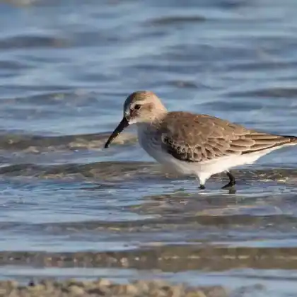 Foto von Alpenstrandläufer (Calidris alpina)