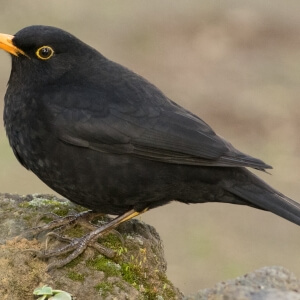 Amsel