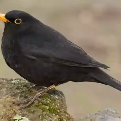 Foto von Amsel (Turdus merula)