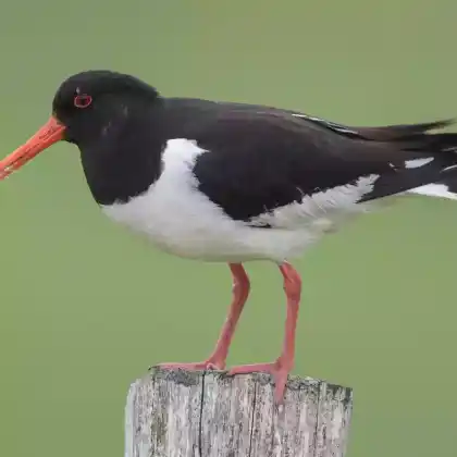 Foto von Austernfischer (Haematopus ostralegus)