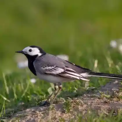 Foto von Bachstelze (Motacilla alba)
