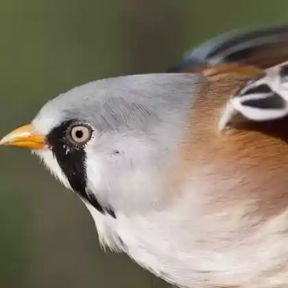 Foto von Bartmeise (Panurus biarmicus)