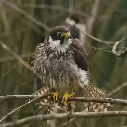 Foto von Baumfalke (Falco subbuteo)