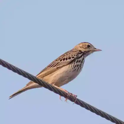 Foto von Baumpieper (Anthus trivialis)