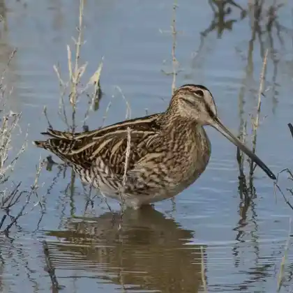 Foto von Bekassine (Gallinago gallinago)