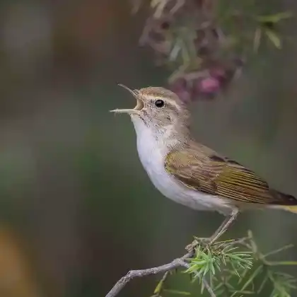 Foto von Berglaubsänger (Phylloscopus bonelli)