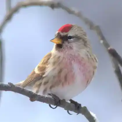 Foto von Birkenzeisig (Carduelis flammea)