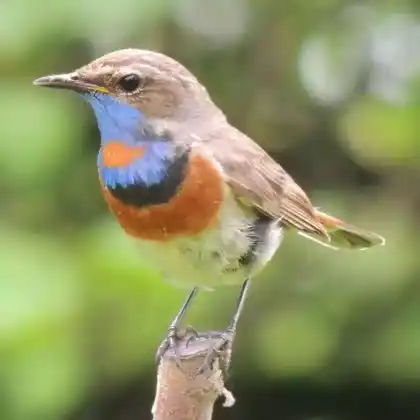 Foto von Blaukehlchen (Luscinia svecica)