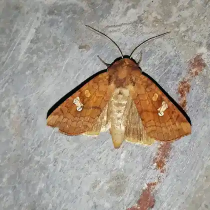 Foto von Schwertlilien-Stengeleule (Amphipoea crinanensis)