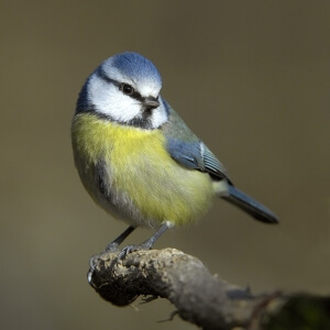 Blaumeise