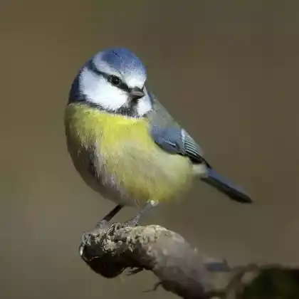 Foto von Blaumeise (Parus caeruleus)