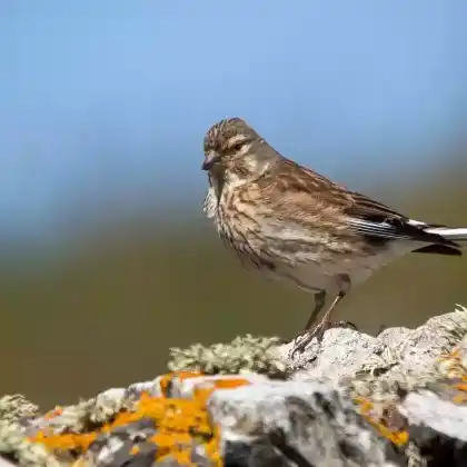 Foto von Bluthänfling (Carduelis cannabina)