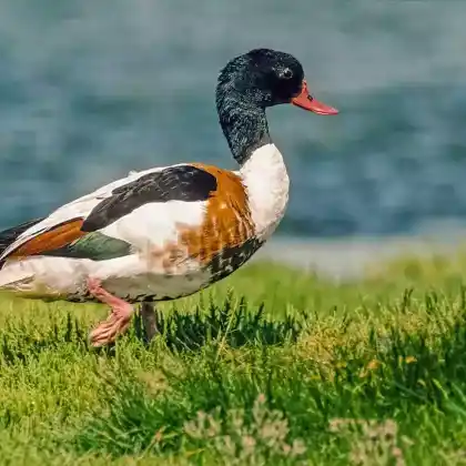 Foto von Brandgans (Tadorna tadorna)