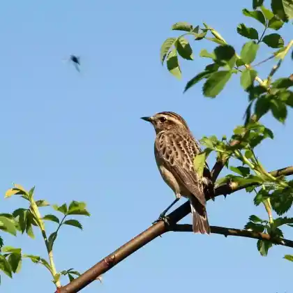 Foto von Braunkehlchen (Saxicola rubetra)