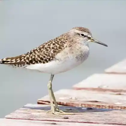 Foto von Bruchwasserläufer (Tringa glareola)