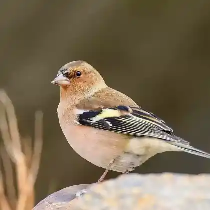 Foto von Buchfink (Fringilla coelebs)
