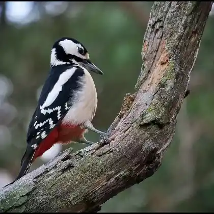 Foto von Buntspecht (Dendrocopos major)