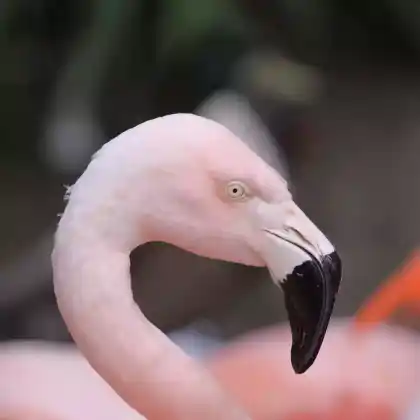 Foto von Chileflamingo (Phoenicopterus chilensis)