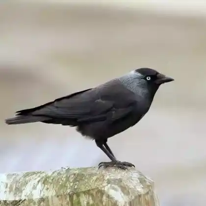 Foto von Dohle (Coloeus monedula)