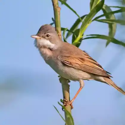 Foto von Dorngrasmücke (Sylvia communis)