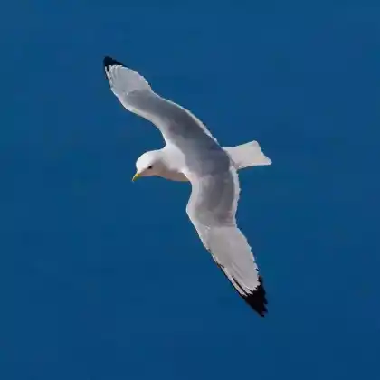 Foto von Dreizehenmöwe (Rissa tridactyla)