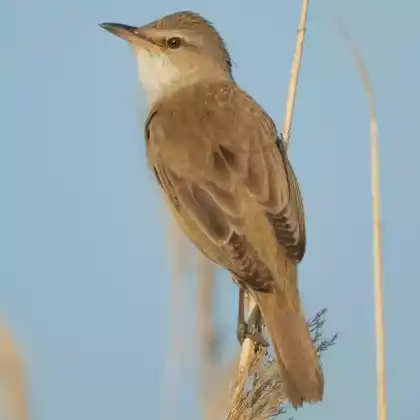 Foto von Drosselrohrsänger (Acrocephalus arundinaceus)