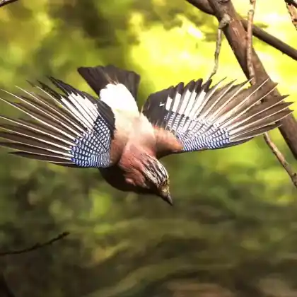 Foto von Eichelhäher (Garrulus glandarius)
