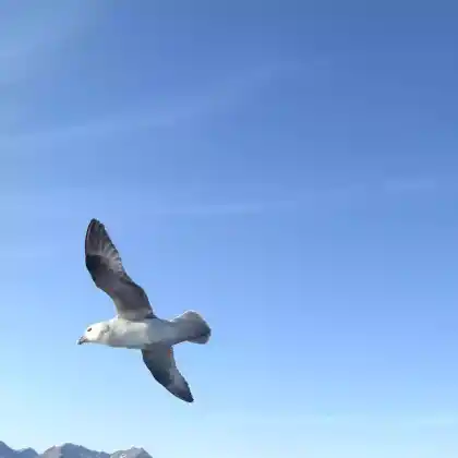 Foto von Eissturmvogel (Fulmarus glacialis)