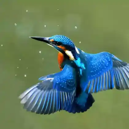 Foto von Eisvogel (Alcedo atthis)