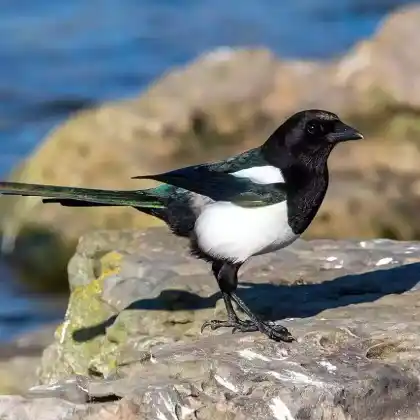 Foto von Elster (Pica pica)