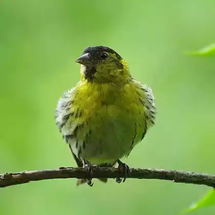 Foto von Erlenzeisig (Carduelis spinus)