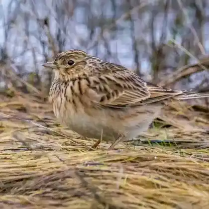 Foto von Feldlerche (Alauda arvensis)