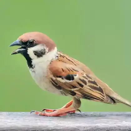 Foto von Feldsperling (Passer montanus)
