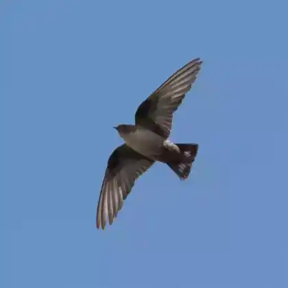 Foto von Felsenschwalbe (Ptyonoprogne rupestris)