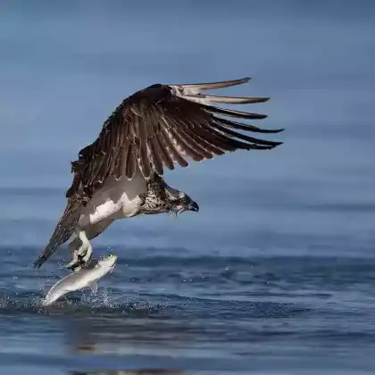 Foto von Fischadler (Pandion haliaetus)